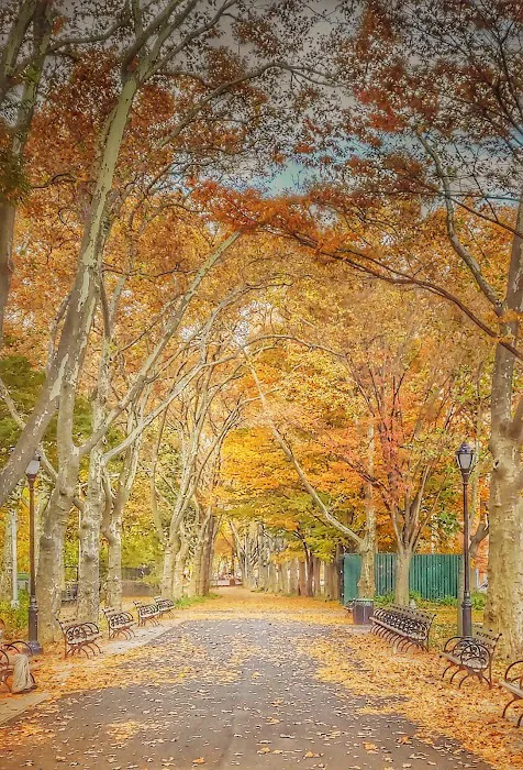 St. Mary's Dog Run 4