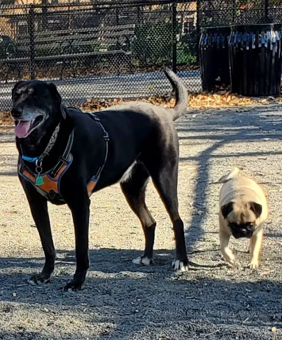 St. Mary's Dog Run 5