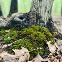 Bloomingdale Dog Run ico