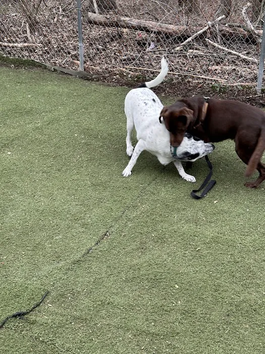 Bloomingdale Dog Run 3