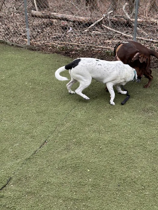 Bloomingdale Dog Run 8
