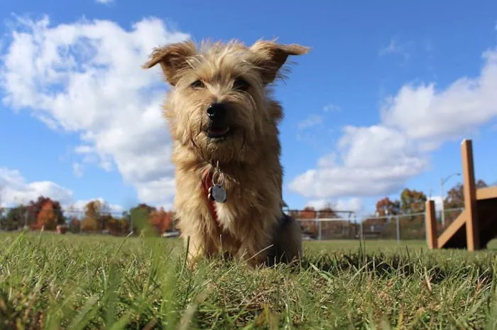 Edison-Metuchen Community Dog Park 9