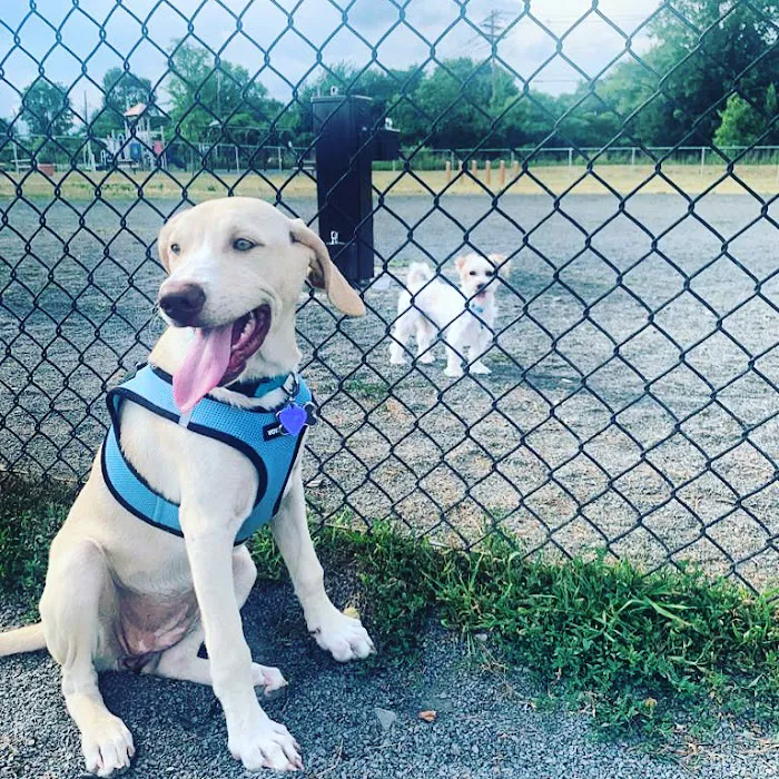 Edison-Metuchen Community Dog Park 10