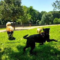 Echo Lake Dog Park ico