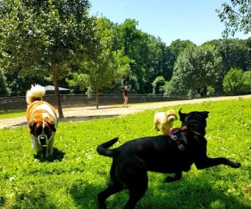 Echo Lake Dog Park