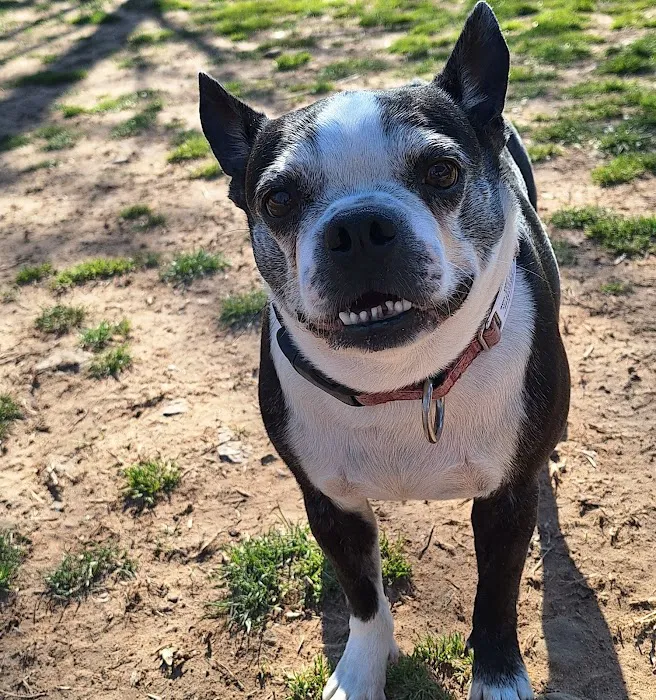 Echo Lake Dog Park 2