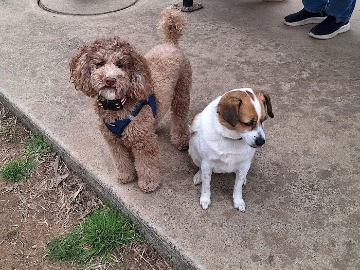 Echo Lake Dog Park 7