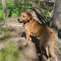 Echo Lake Dog Park ico