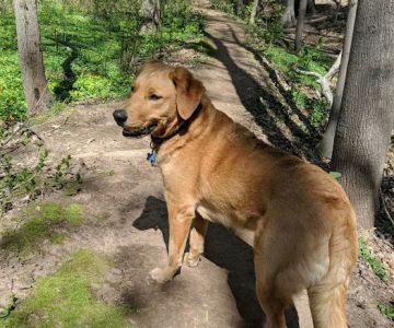 Echo Lake Dog Park