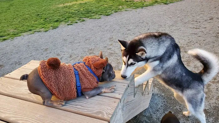 Southside Dog Park 1