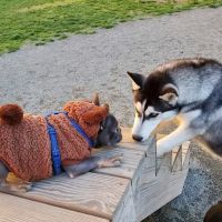 Southside Dog Park ico