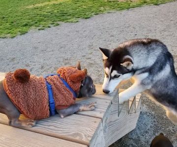 Southside Dog Park