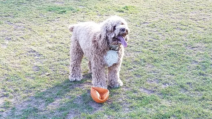 Southside Dog Park 8