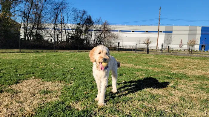 Southside Dog Park 9