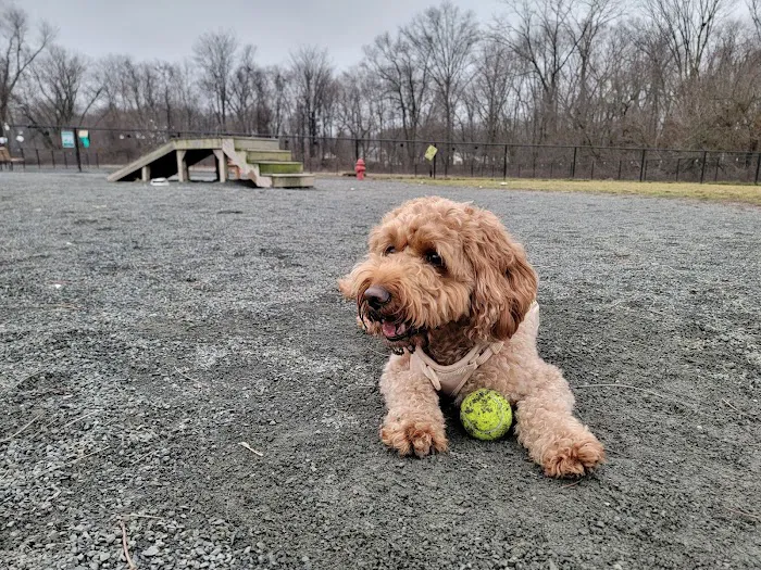 Southside Dog Park 10