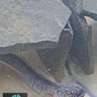 Down below aquatics ico