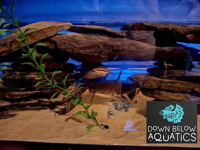 Down below aquatics 2