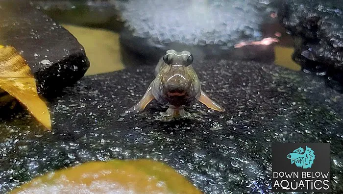Down below aquatics 5