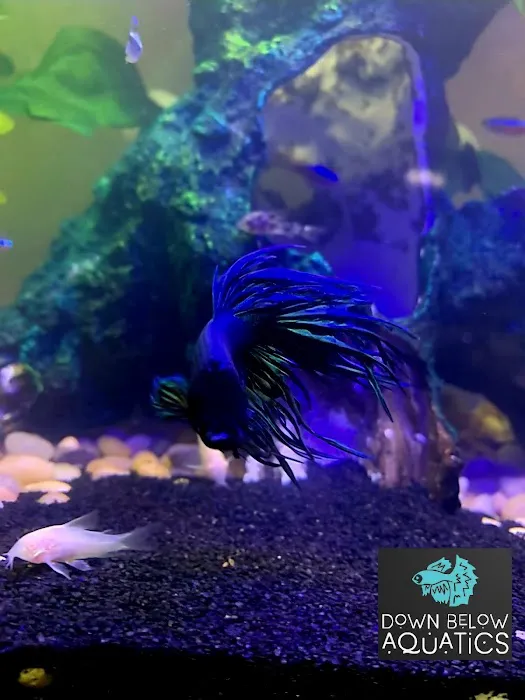 Down below aquatics 6