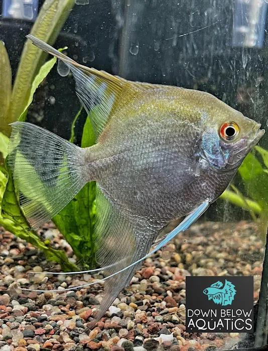 Down below aquatics 9