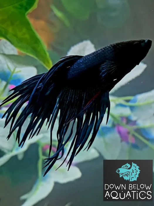 Down below aquatics 10