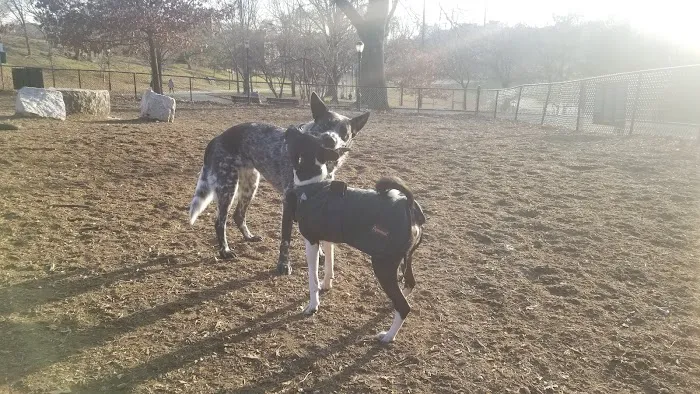 Franz Sigel Dog Run 2