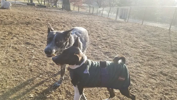 Franz Sigel Dog Run 5