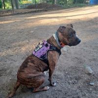 Franz Sigel Dog Run ico