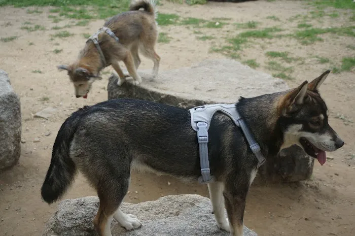 Franz Sigel Dog Run 4