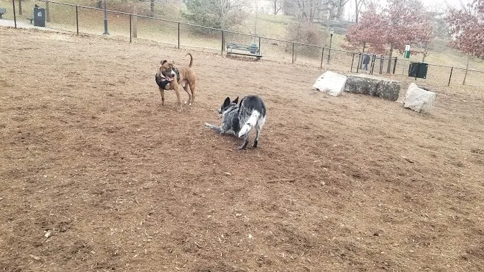 Franz Sigel Dog Run 3