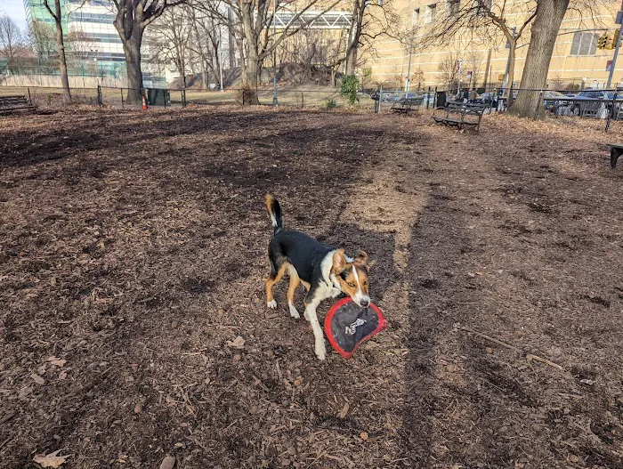 Rocky's Dog Run 3