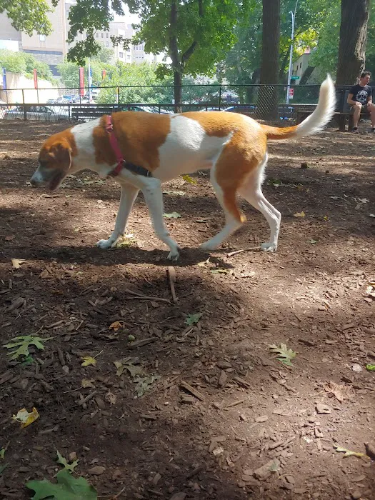Rocky's Dog Run 7