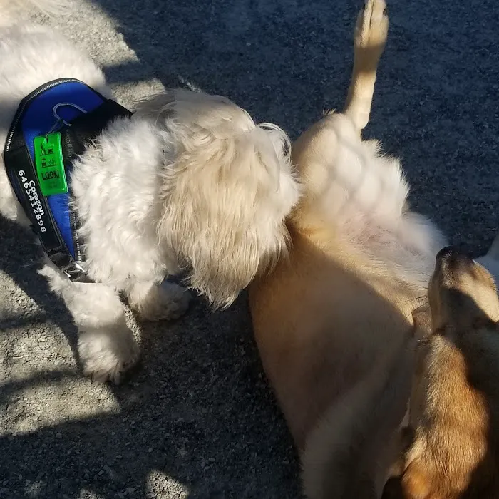 J. Hood Wright Park Dog Run 3