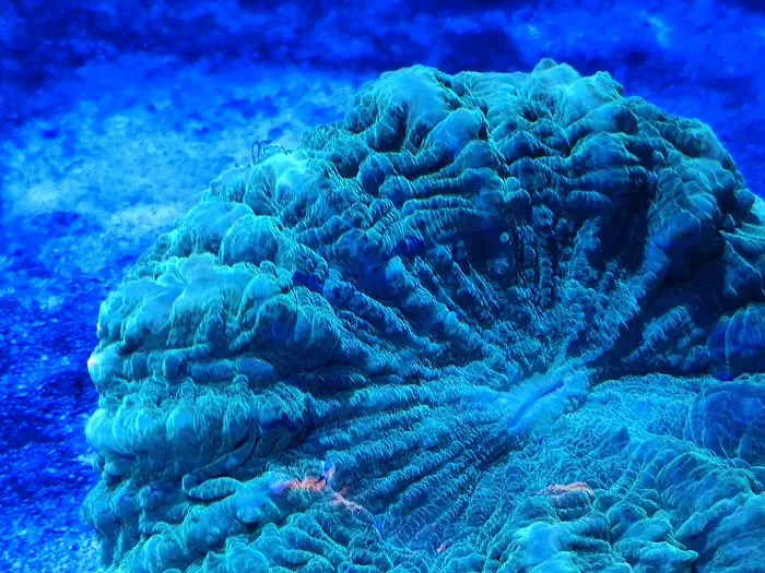 planet reef 5