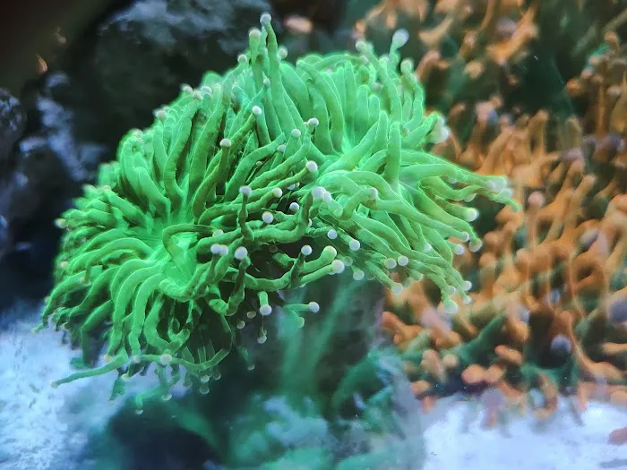 planet reef 4
