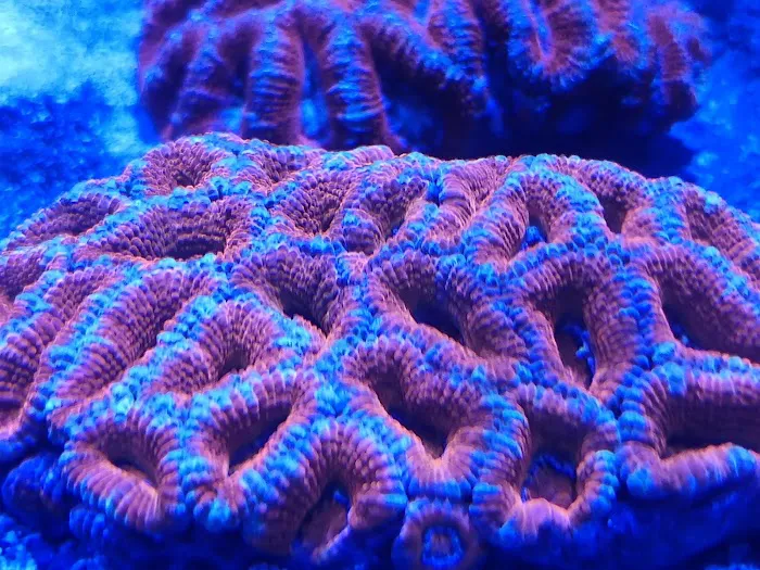 planet reef 7