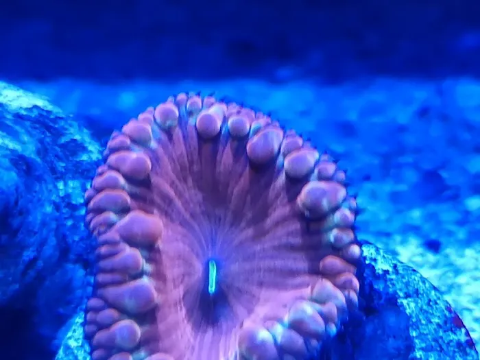 planet reef 1