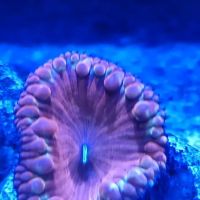 planet reef ico