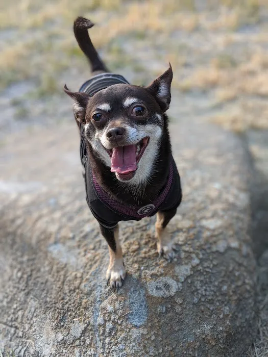 Pelham Bay Dog Run 6