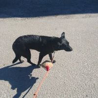 Happy Tails ico