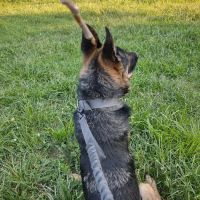 Soundview Park Dog Run ico