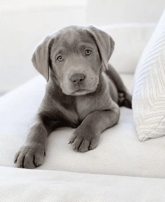 One stop labrador pet shop 2