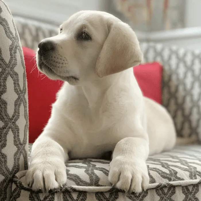 One stop labrador pet shop 3