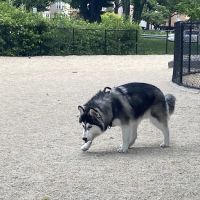 Bronx River Park Dog Run ico