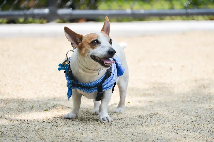 Bronx River Park Dog Run 8