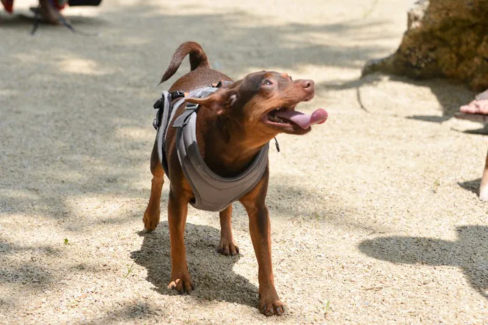 Bronx River Park Dog Run 5