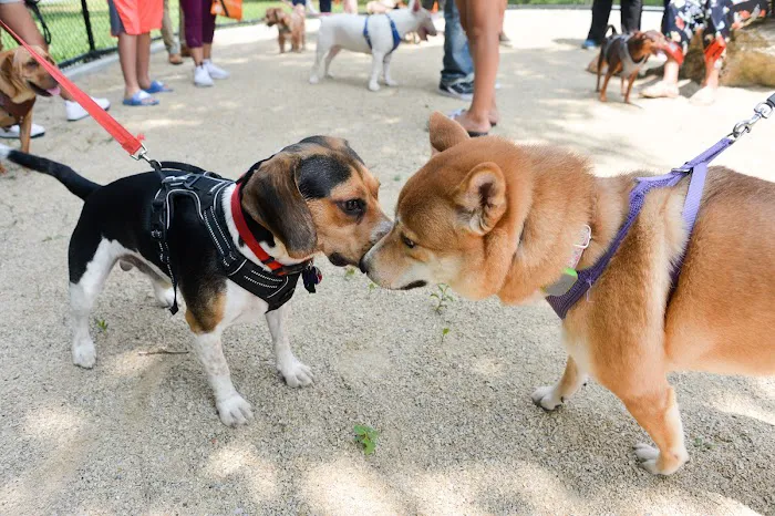 Bronx River Park Dog Run 4