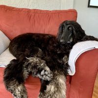 Paul's Pet Grooming ico