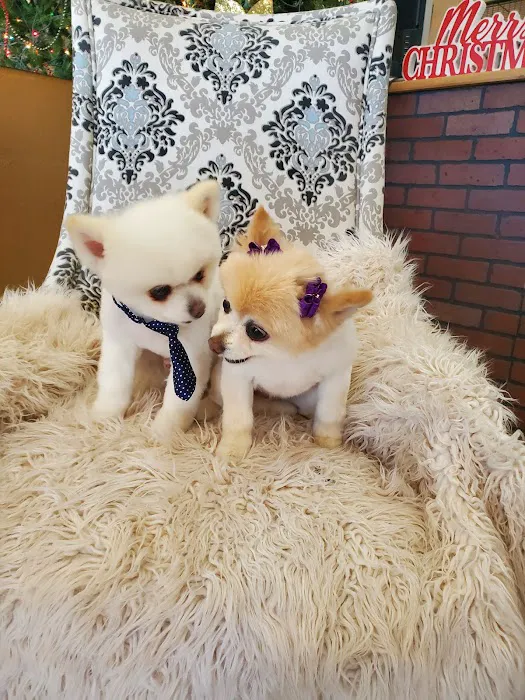 Paul's Pet Grooming 3