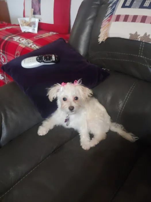 Paul's Pet Grooming 4